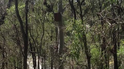 Mine rehabilitation: an ecological rehabilitation case study at Mount Owen Mine, Hunter Valley, NSW