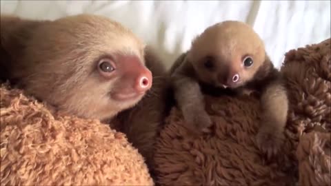 Baby sloths Being sloths - finniest compilation