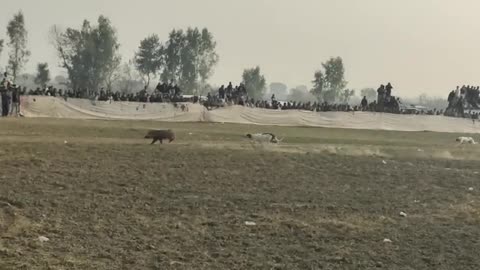 Shikar Hog hunting with dogs