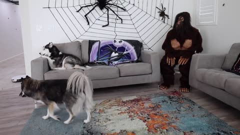 Husky Pranked By Scary Big Foot!