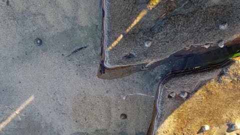 Color Changing Octopus at Dudley Beach in Australia