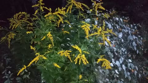 Goldenrod