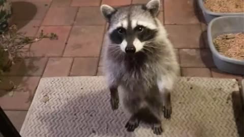 Best Of The 2023 Funny Animal Videos That To Start The Week Off Right😁 Cutest Animals Ever