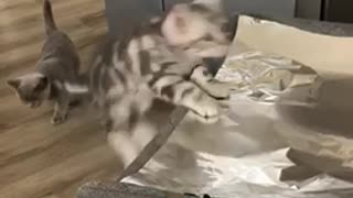 Unsuspecting Kitten Gets Totally Spooked By Aluminum Foil