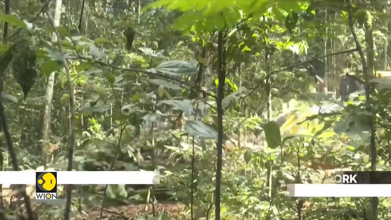 Brazil: Deforestation in the Amazon has reached a record high ...