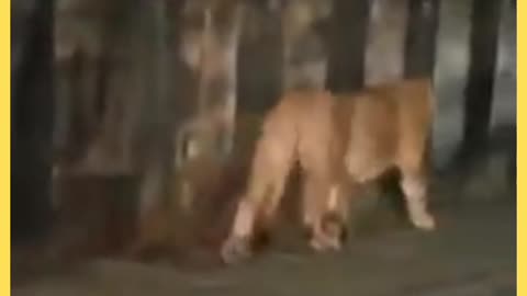 Asiatic Lion walking on Bhavnath Road | Save Lion