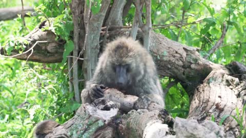 VISIT TANZANIA AND SEE NGORONGORO CRATER