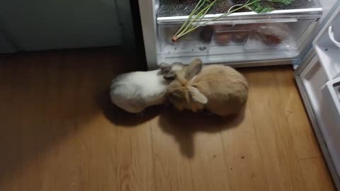 Bunnies Raid Fridge