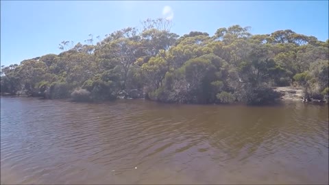 Koala SWIMS the Harriet River on Kangaroo Island, South Australia!