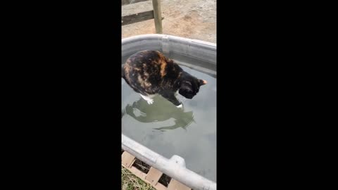 Miraculous footage shows 'Jesus cat' walking on water