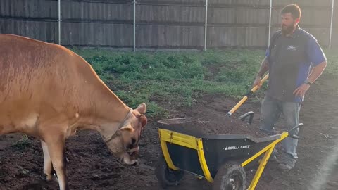 Moomoo the Dirt Lovin' Cow