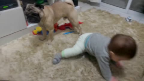 Cachorro brincando com bebezinho.