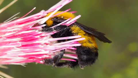 Bumblebee Insect Flower Nature Bee Lilac Purple