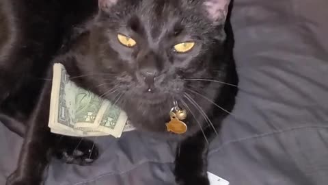 Kitty Steals Cash