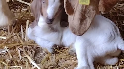 New baby goats