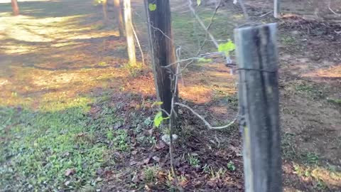 Rescuing Mom’s Muscadine Vineyard-Part 2