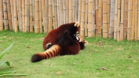 The red panda