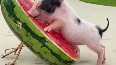 CUTEST BABY ANIMAL VIDEO