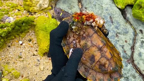 Lucky sea turtle were rescued in time to remove barnacles and the net clinging to the shell