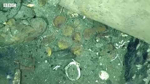 San José galleon: Two new shipwrecks found off Colombian coast - BBC News