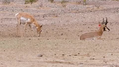 Cabeza Prieta NWR_ Saving the Sonoran Pronghorn_4