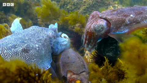 Cuttlefish Mimics Being Female To Mate | 4K UHD | Blue Planet II | BBC Earth