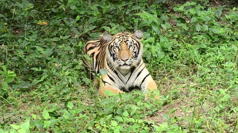 Tiger fight _ Animal _ Wild _ Jungle