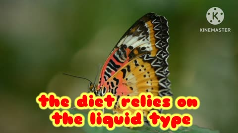 Get to know interesting facts about butterflies