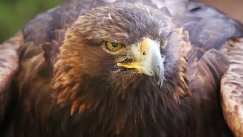 BALD EAGLE VS GOLDEN EAGLE - Which is more powerfull