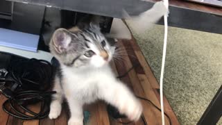 cute kitten playing around table