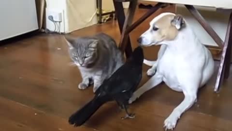 Friendly Crow Feeding his Cat and Dog Friend..