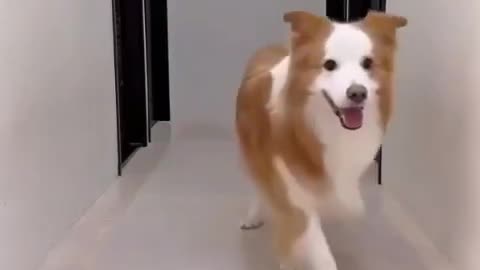 Cute dog made TikTok reals 🐕🐕🐩🐩🐶