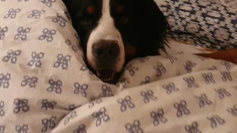 Bernese Mountain Dog ready for the night