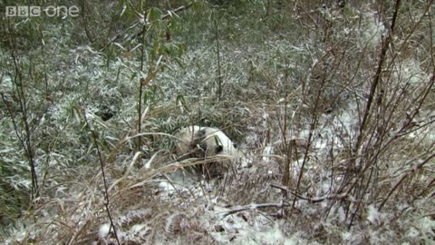 Why do we find giant pandas so cute? - Super Cute Animals: Preview - BBC One