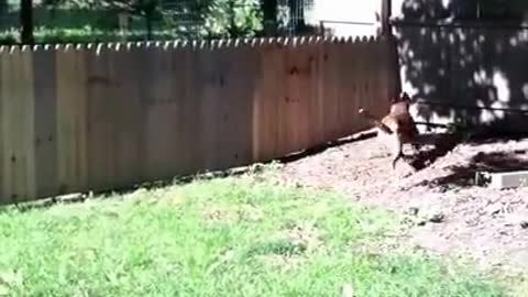 Proud Man Stands Back To Marvel At Fence He Built To Keep Dog In