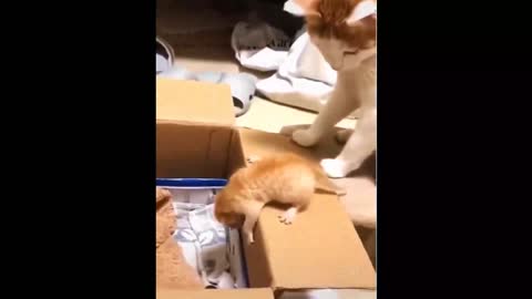 Cat helps her son to go sleep