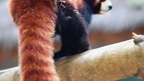 Red Panda