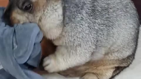 Unbelievable Sight: Bobak Marmot's Towel Feast!