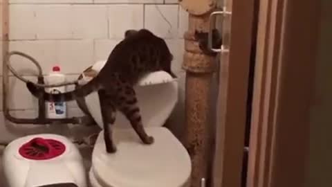 the plumber was called? the cat is fixing the toilet😂