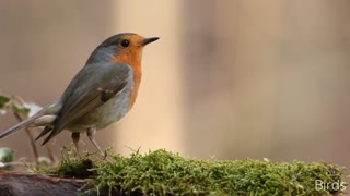 Birds : Video for People and Cats to Watch