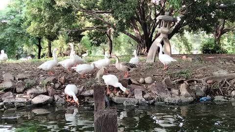 Feeding Pond Ducks | Duck Pond Sounds | Kingdom Of Awais