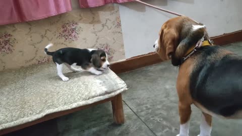 Deep conversation between father & daughter | Leo & Lilly |Leo The Beagle