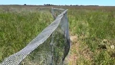 Join our biologists_ Build a predator deterrent fence_2