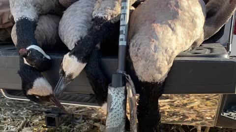 Goose Hunting in Southern Michigan