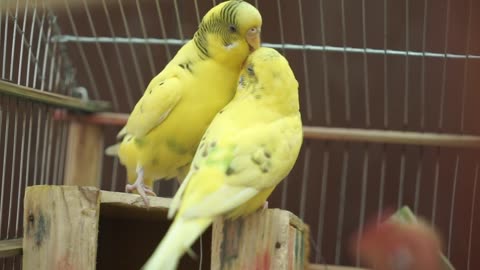 Parrots playing in a cage,,,