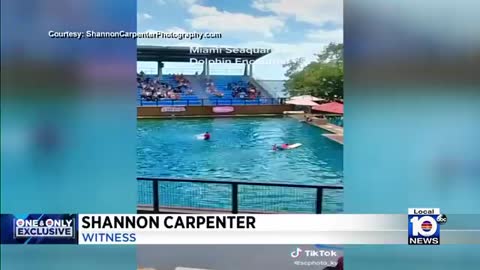 Dolphin attack trainer during show at Miami Seaquarium_Cut