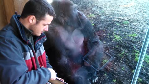 Louisville Zoo Gorilla Likes Ipad