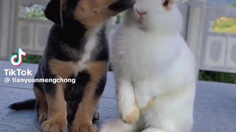 Cute dog and rabbit