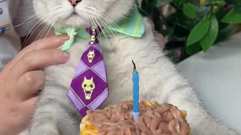 Today Is ChangAn's 4th Birthday💗🎂🎉~ | Chef Cat Daily Life