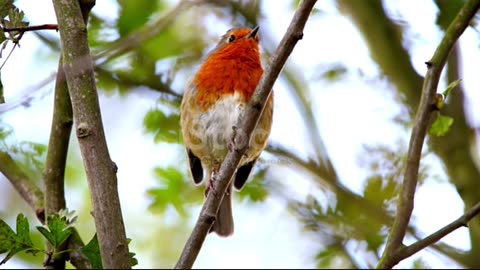 Most Beautiful Birds in the World | Breathtaking Beauty of Earth's Most Exquisite Birds | Relaxation